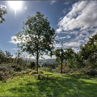 Trees and bench halved 2..jpg