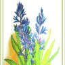 BLUE HYACINTHS