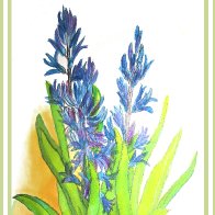BLUE HYACINTHS.jpg