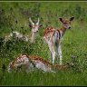 Three fallow deer.