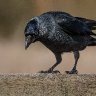 A handsome jackdaw.