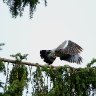 Pigeon just after take-off 