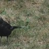 Blackbird with leucism