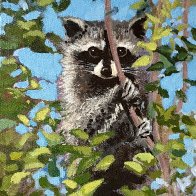raccoon2026.jpg