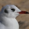 Steven Seagull