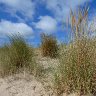 Dune grasses