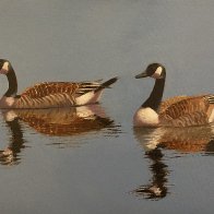 IMG_8241.jpeg