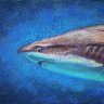 Shark in pastels