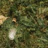 Leaves and feather