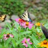 Butterflies and Wildflowers