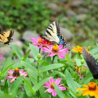 DSC_8799 2.JPG