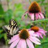 Butterfly and Pink Coneflowers