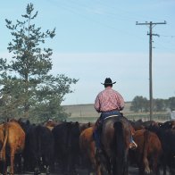 Cattle Drive, Cheyenne.JPG