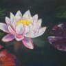 Water Lily Scene