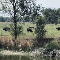 The Back Pasture.jpeg
