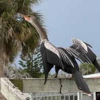 IMG_0106.jpeg