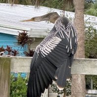 IMG_0142.jpeg