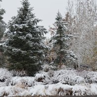 Snow covered trees.JPG