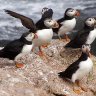 Puffins