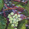 Grapes on the Vine