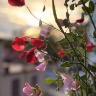 IMG_7235.jpeg