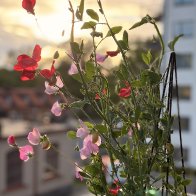 IMG_7230.jpeg