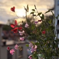 IMG_7231.jpeg