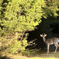 IMG_1887.jpeg