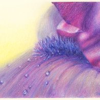 IrisColoredPencilPMP-NP.jpg