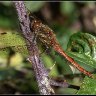 Common red darter dragonfly.