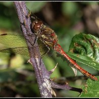 Common red darter dragonfly..jpg