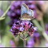 Common blue butterfly 2.