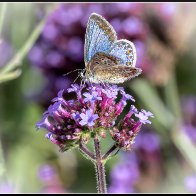 common blue butterfly4.jpg