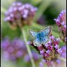 Common blue butterfly.