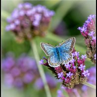 common blue butterfly 3 halved..jpg