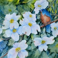 Bluebird And Dogwood  Blossoms51.jpg
