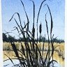 Cattail Marsh 2026