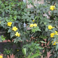 1. CAROLINA JESSAMINE.jpg