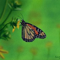 Another Monarch Monday.jpeg