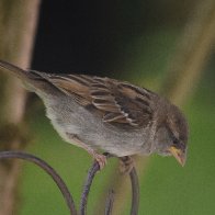 sparrow-DSC_0079-1920X1280.jpg