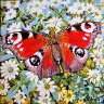 Peacock butterfly