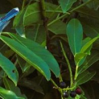 Blue tit having breakfast.jpg