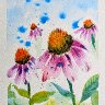 Pink Coneflowers in Watercolor 