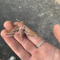 IMG_0812.jpeg