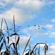 Corn and Geese.JPG