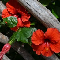 Red Blossoms .JPG