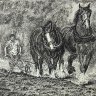Shires Plowing