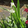 WHITE IRIS