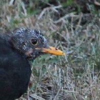 On the moult.JPG