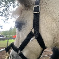 IMG_0993.jpeg